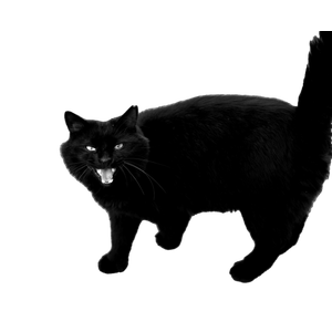A Black Cat Showing Expression On A Sidewalk In İZmir, TüRkiye, Captured In Monochrome. 12651 - Cat PNG image with transparent background